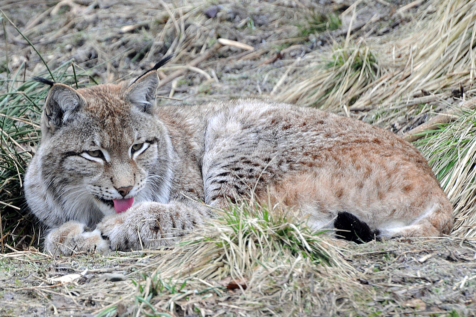 Luchs