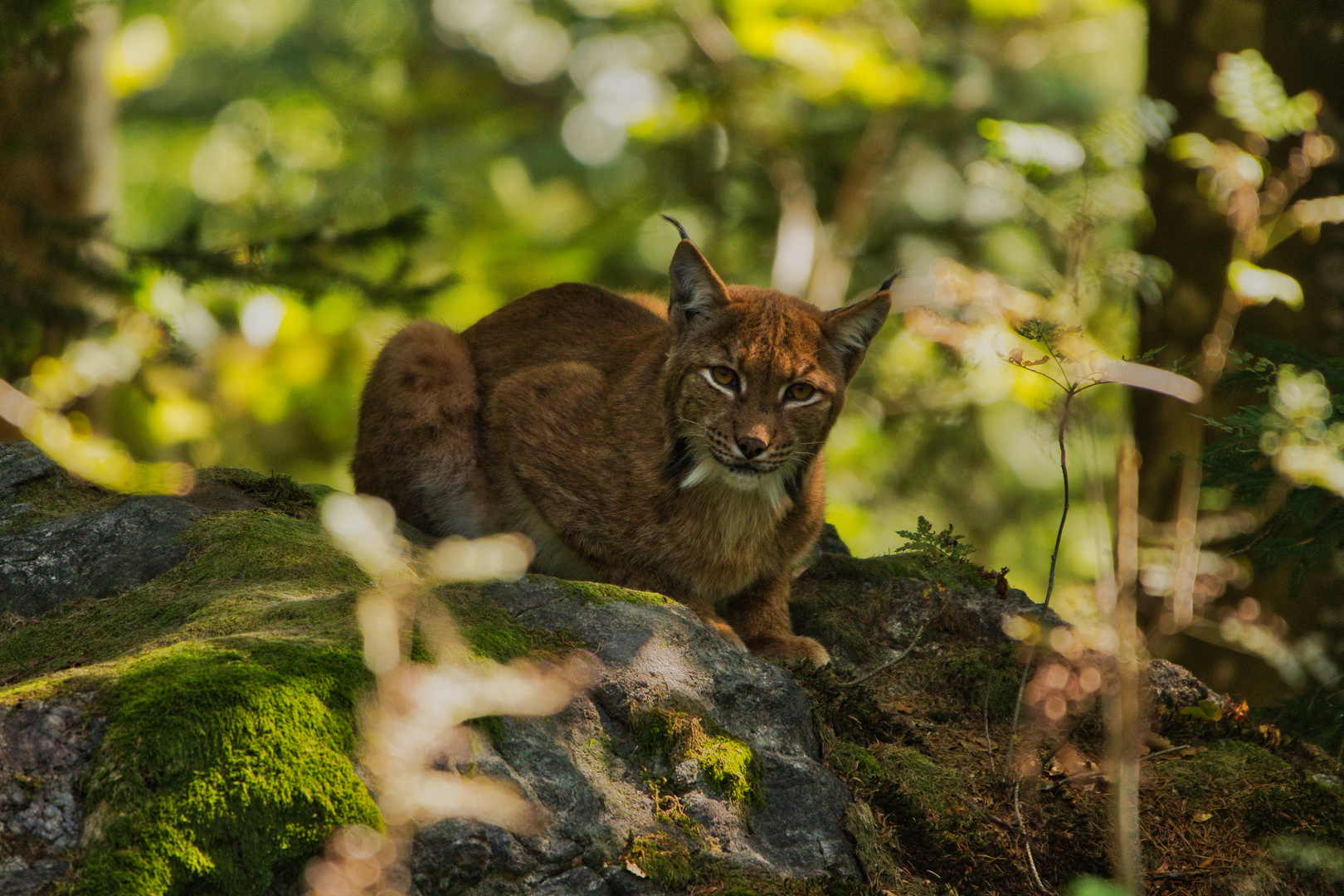 Luchs