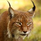 Luchs