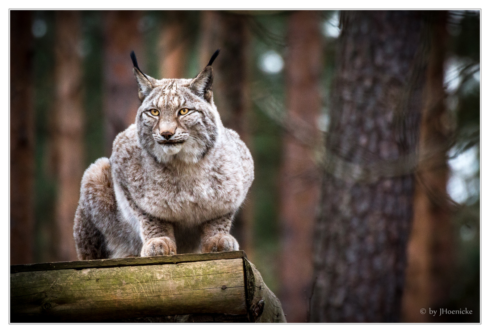 Luchs