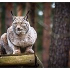 Luchs