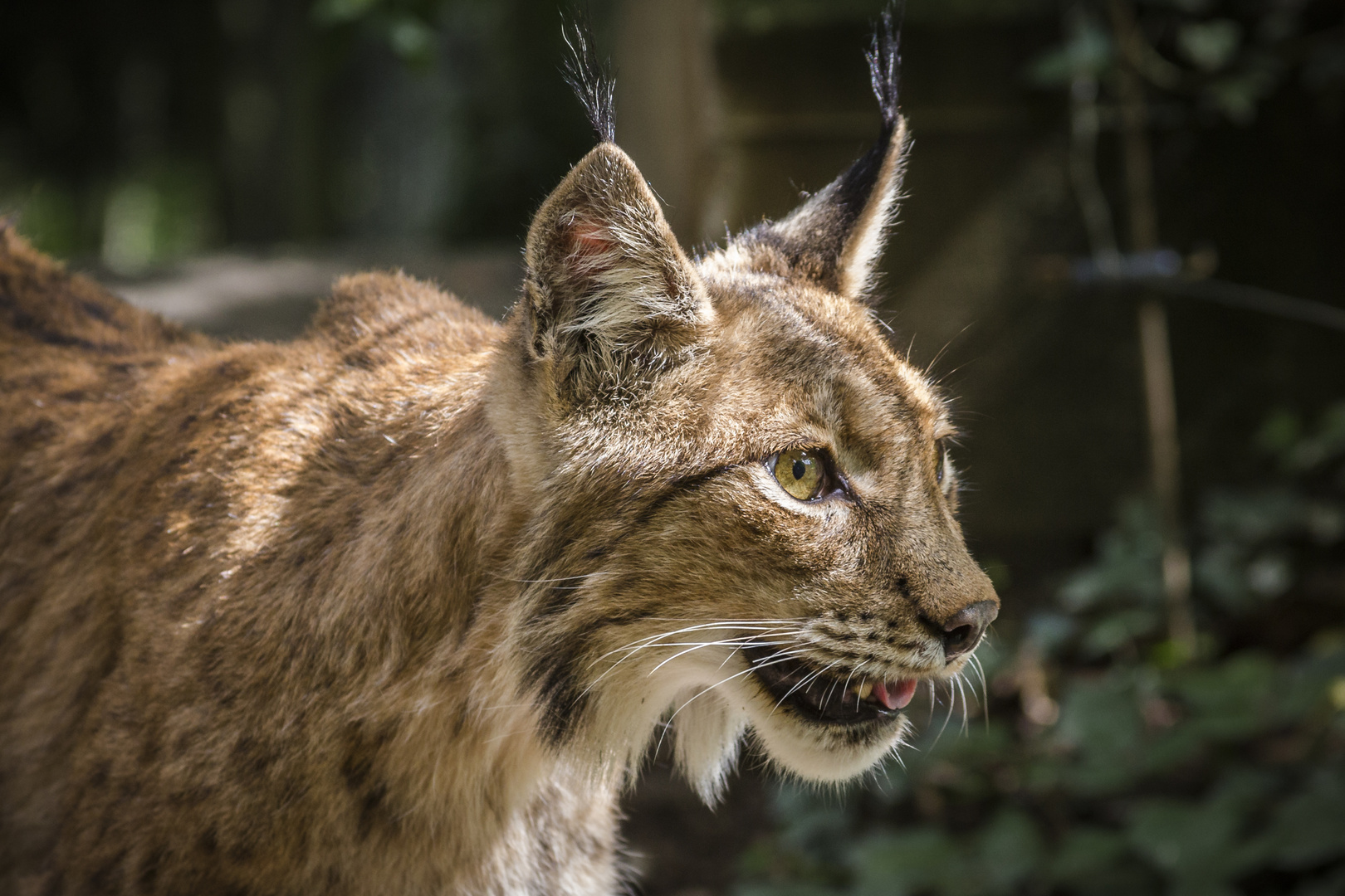 Luchs