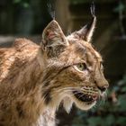 Luchs