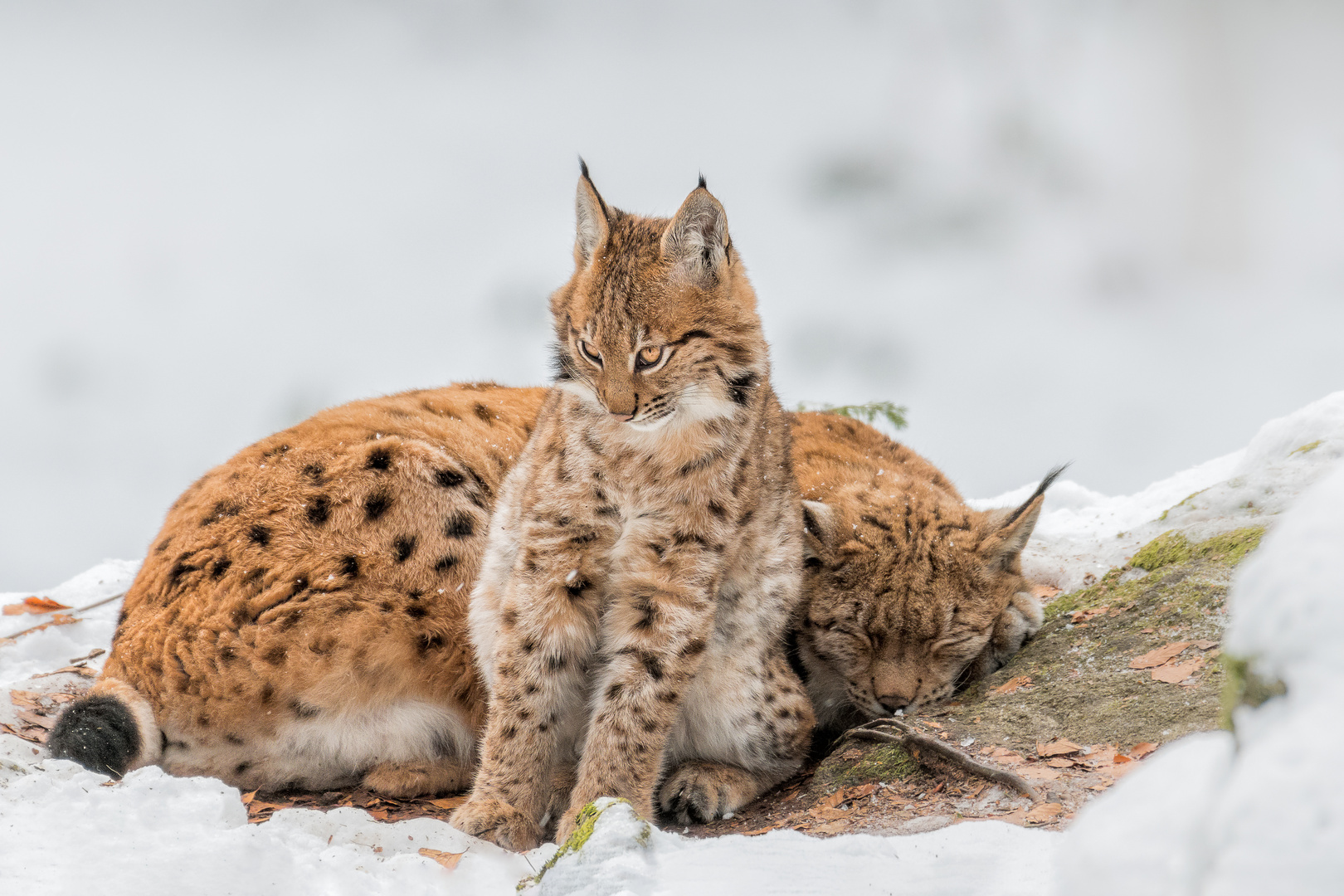 Luchs