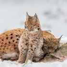 Luchs