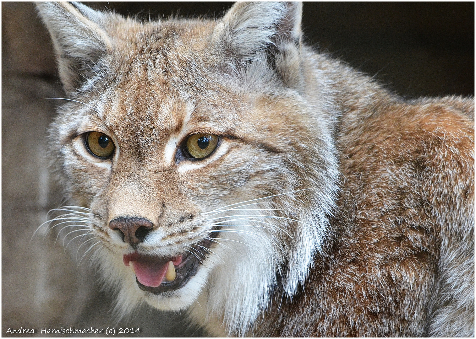 Luchs