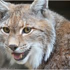 Luchs