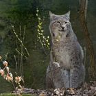 Luchs