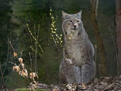 Luchs