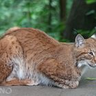 Luchs