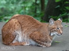 Luchs