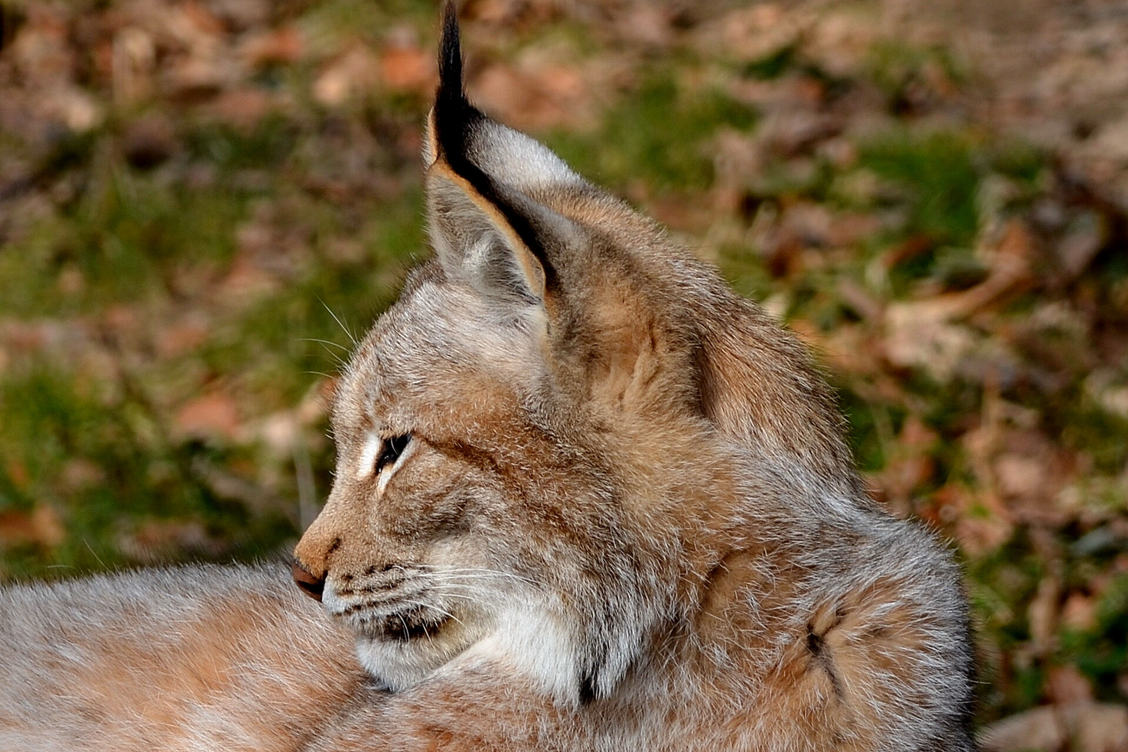 Luchs