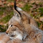 Luchs