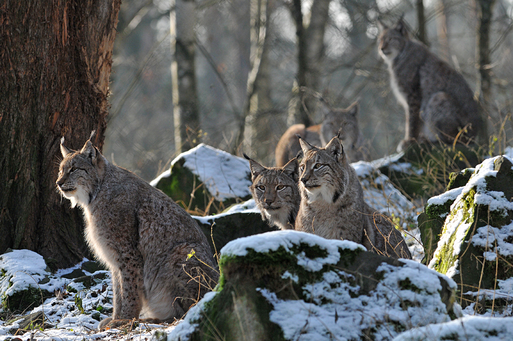 Luchs: Alle Fünfe