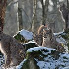 Luchs: Alle Fünfe