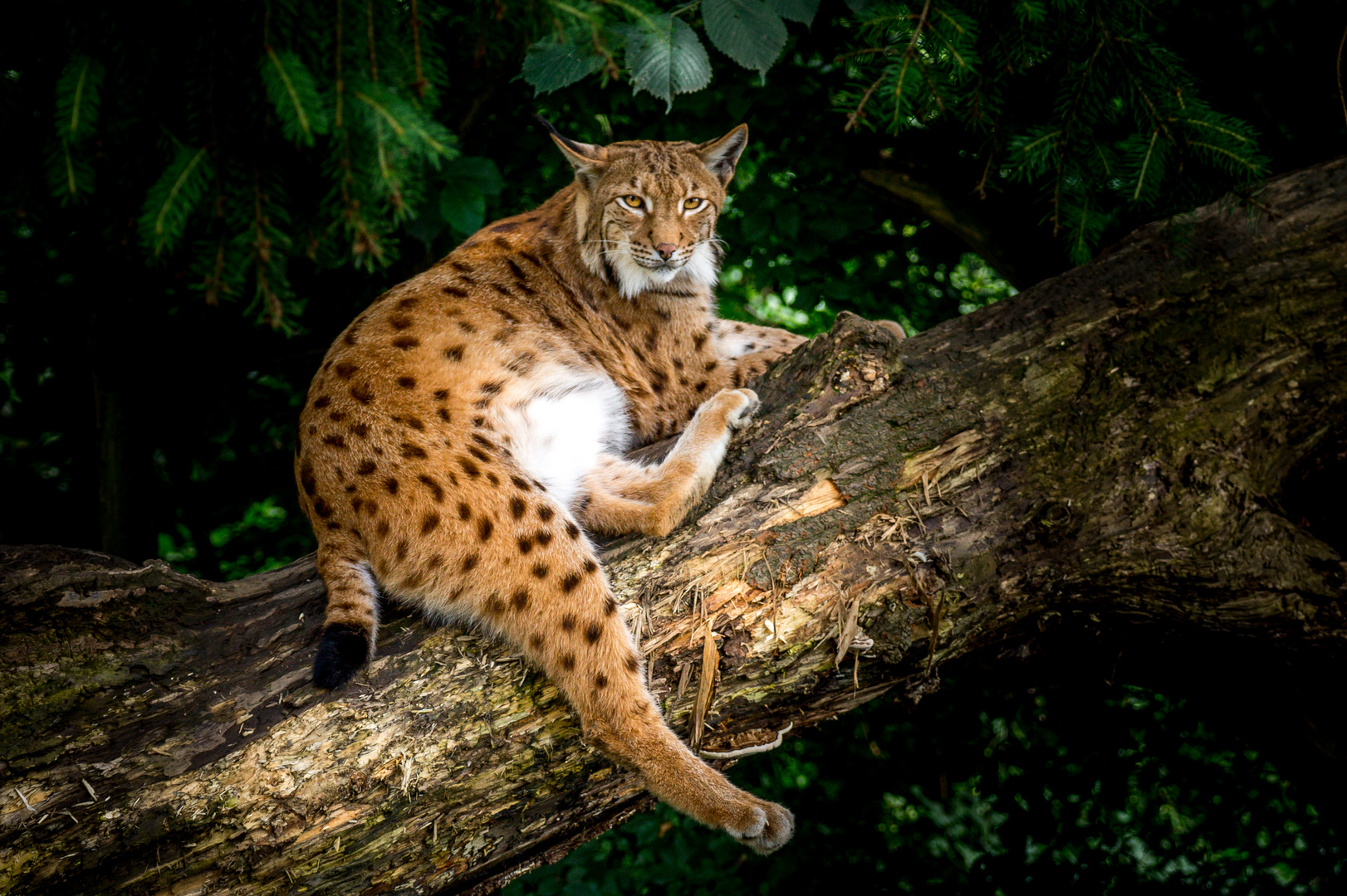 Luchs / Alpenzoo Innsbruck