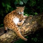 Luchs / Alpenzoo Innsbruck