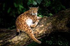 Luchs / Alpenzoo Innsbruck