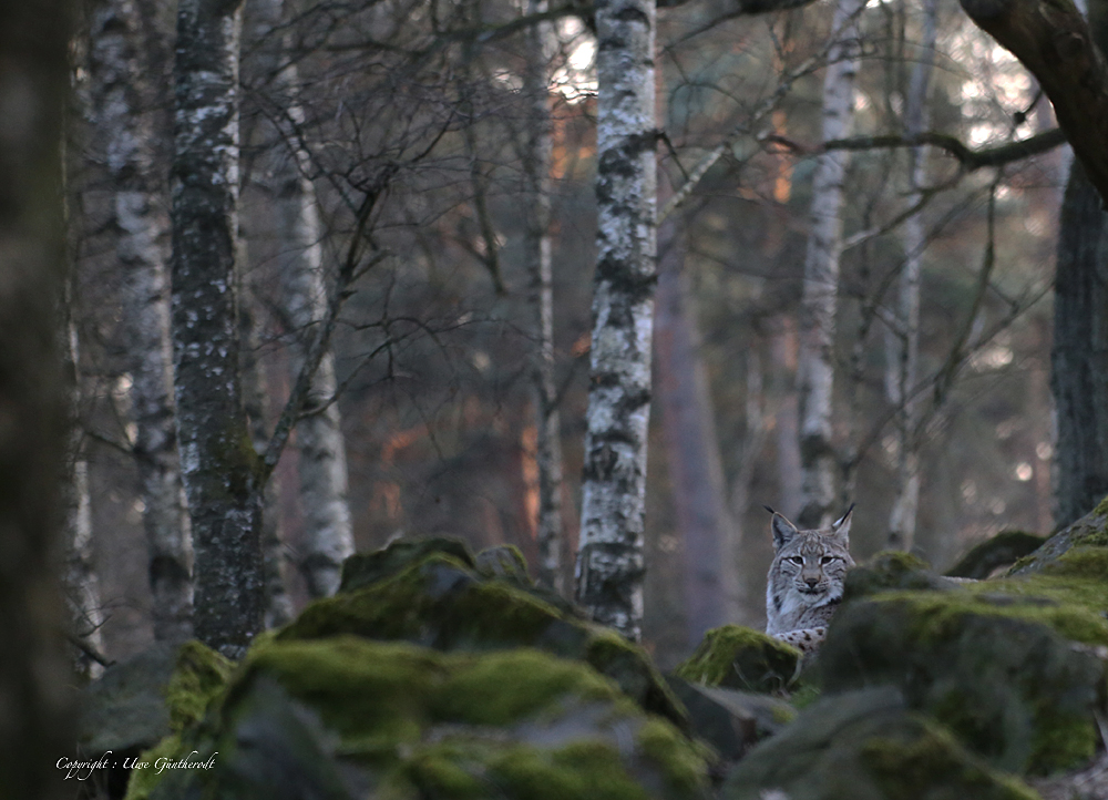 Luchs ,alte Fasanerie