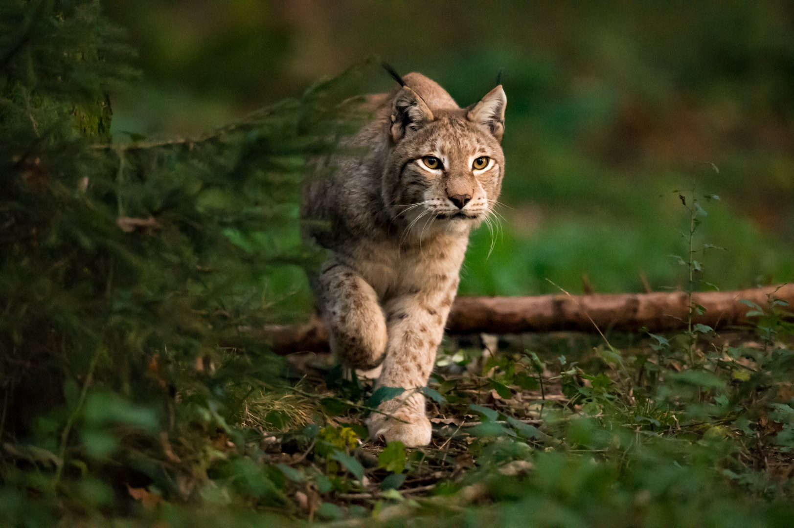 Luchs am Abend