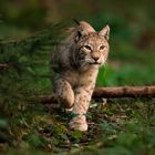 Luchs am Abend