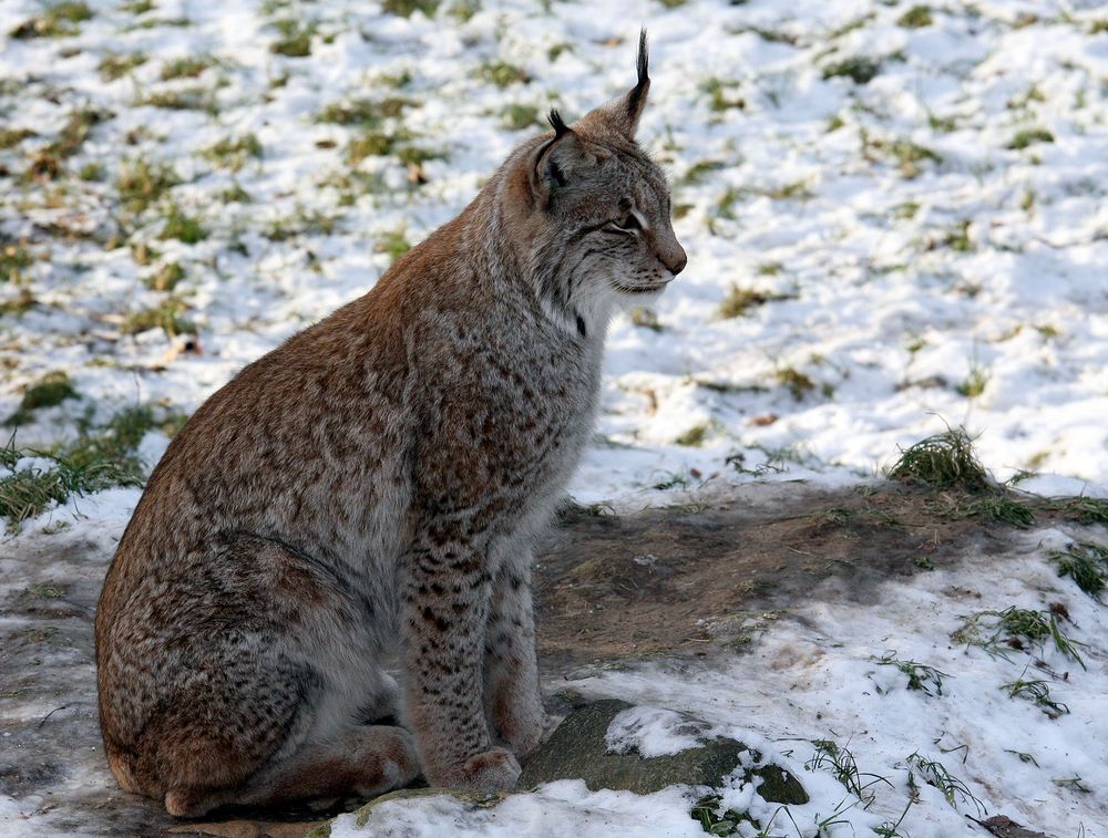 "Luchs am Ansitz..."