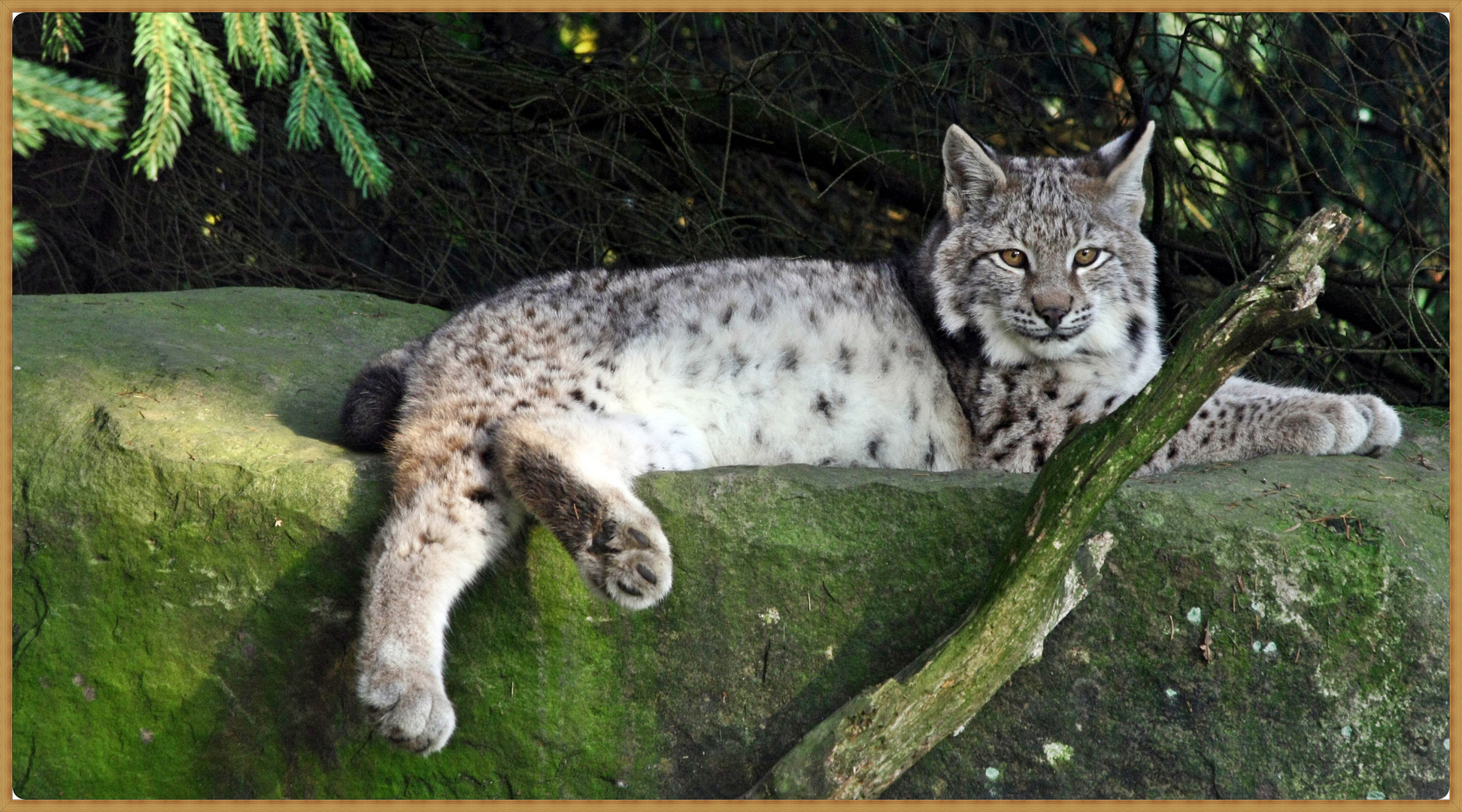 Luchs am Sonntag