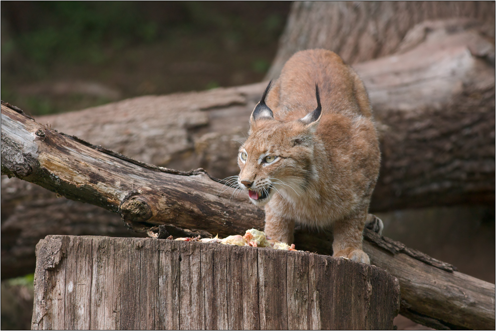 Luchs am Stammtisch ;)