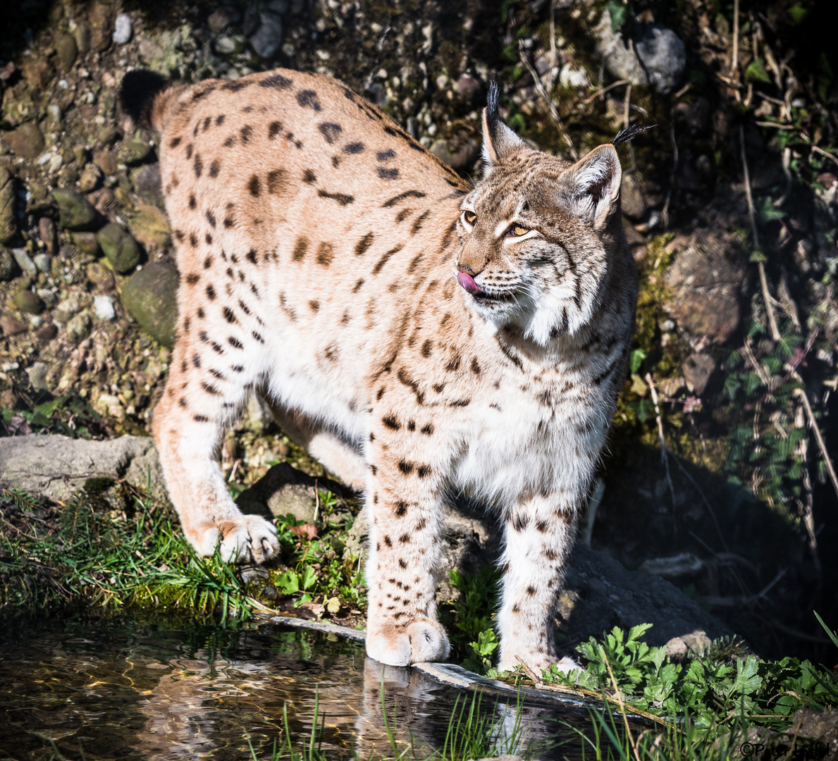 Luchs am Wasser