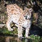 Luchs am Wasser