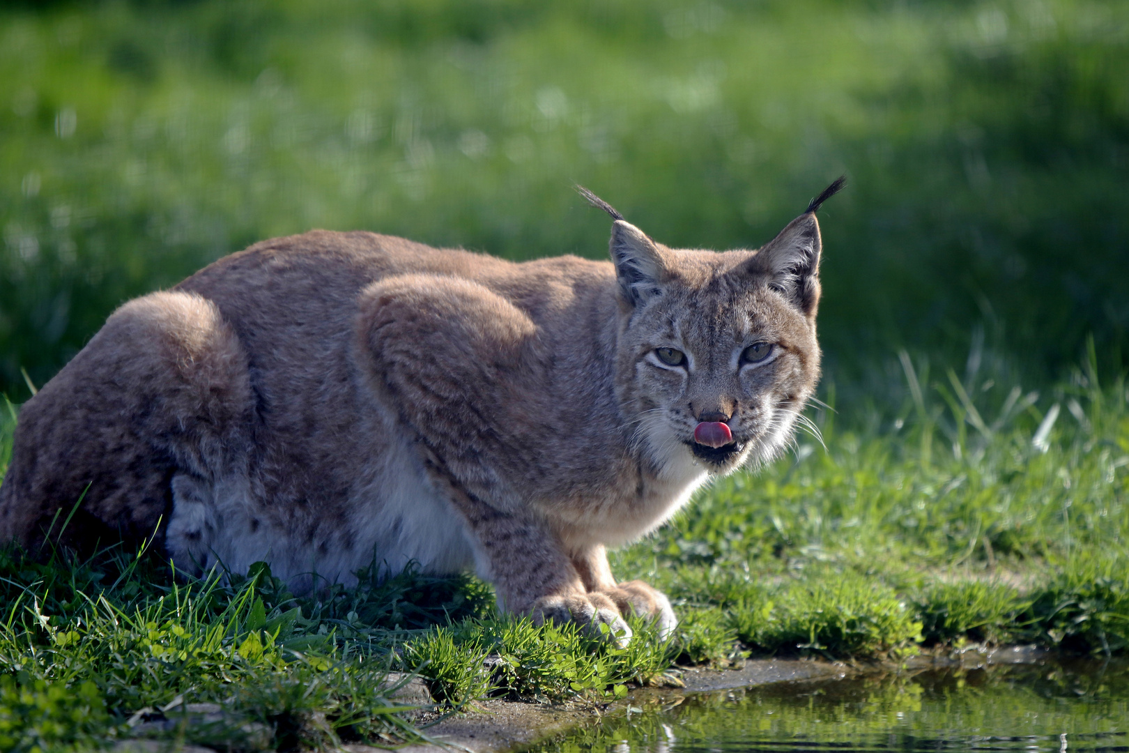 Luchs am Wasserbecken