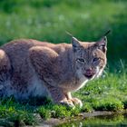 Luchs am Wasserbecken