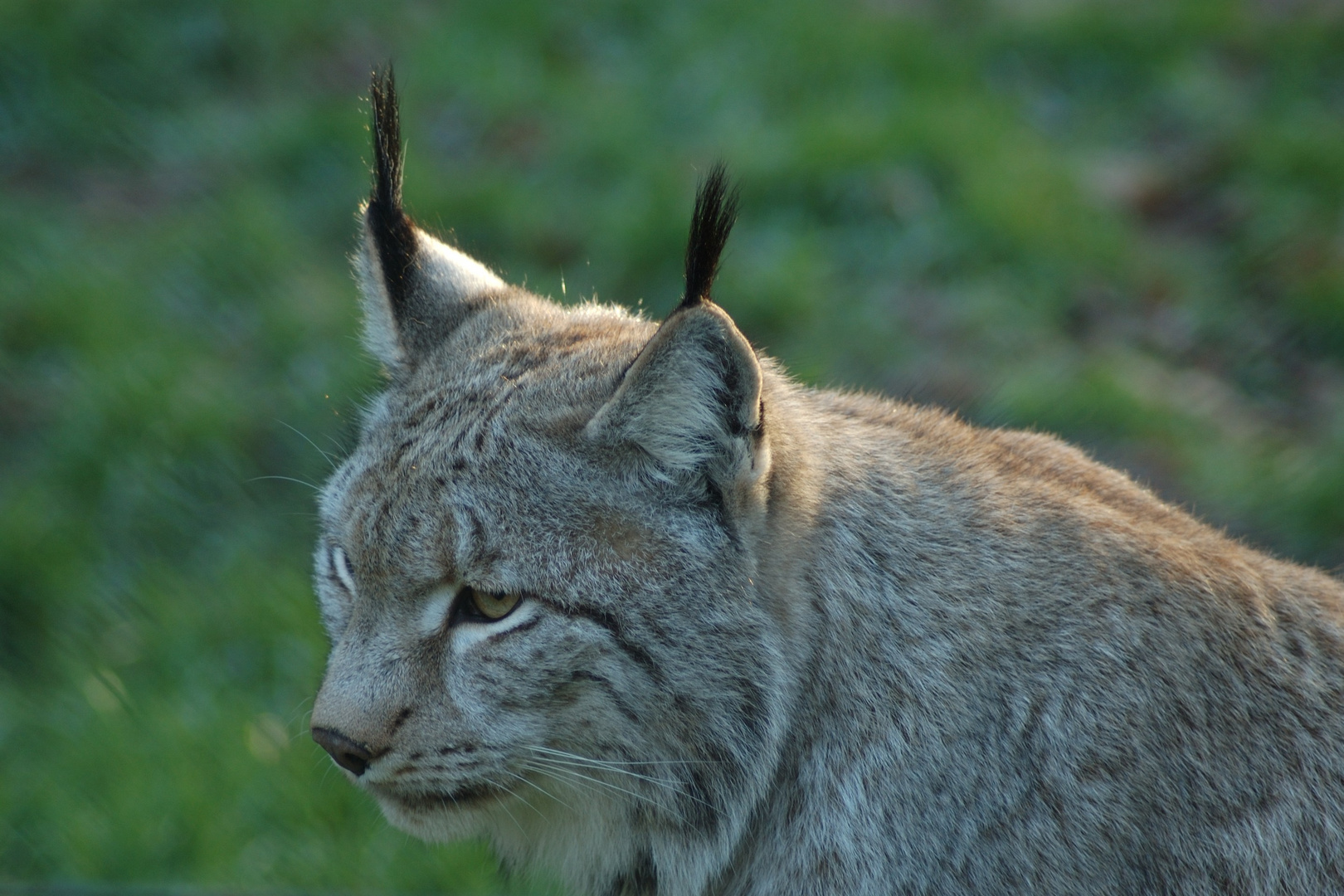 Luchs am Zaun