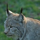 Luchs am Zaun