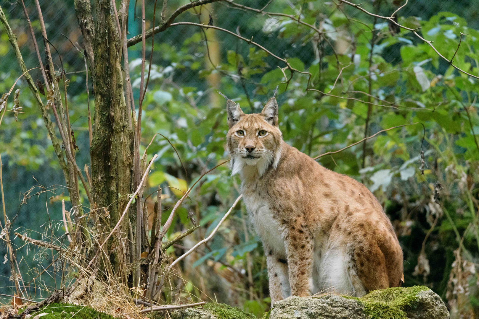 Luchs an der Rabenklippe