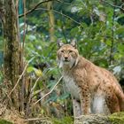 Luchs an der Rabenklippe