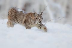 luchs - anschleichen #1