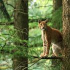 Luchs auf Baum