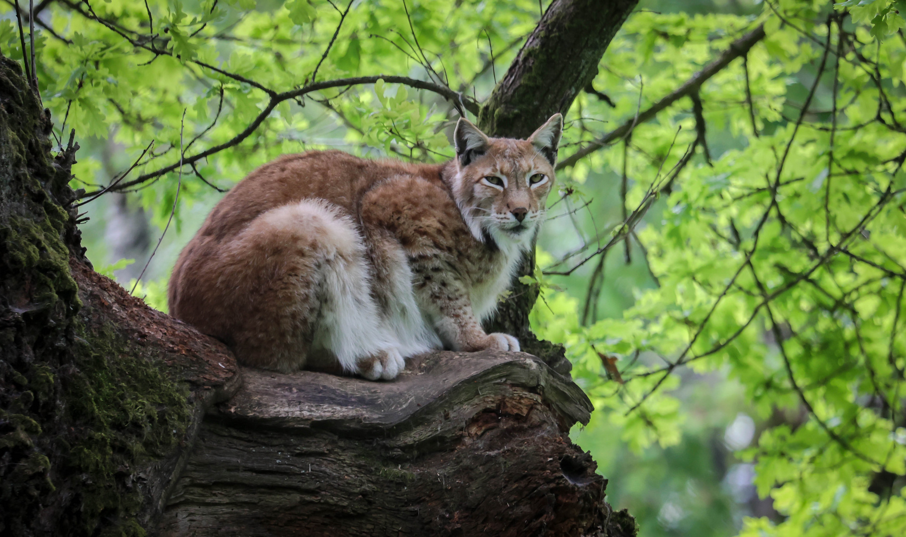 Luchs auf Beobachtungsposten