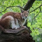 Luchs auf Beobachtungsposten