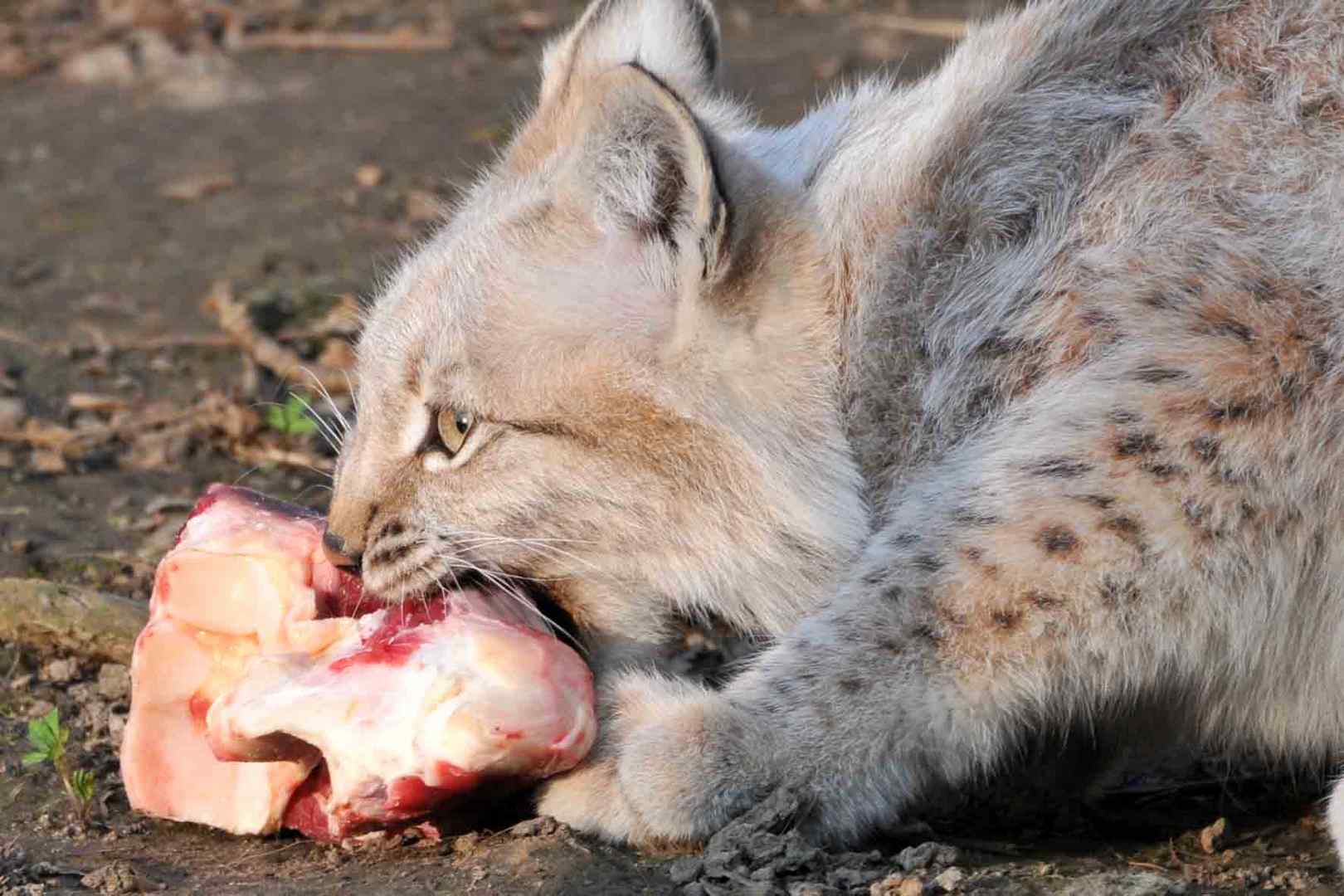 Luchs auf Beutefang