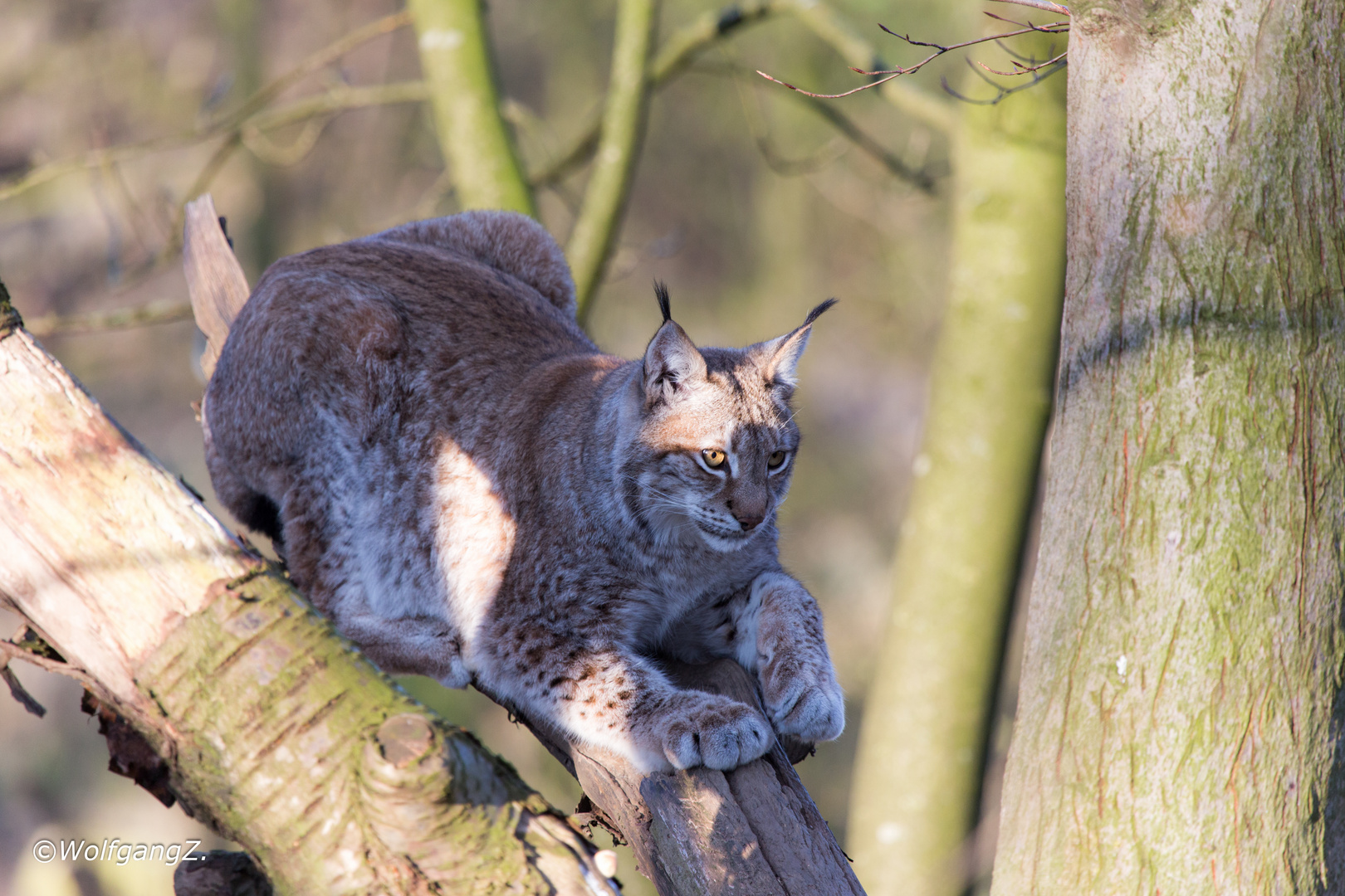 Luchs auf dem Baum