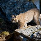 Luchs auf dem Rundgang