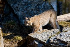 Luchs auf dem Rundgang