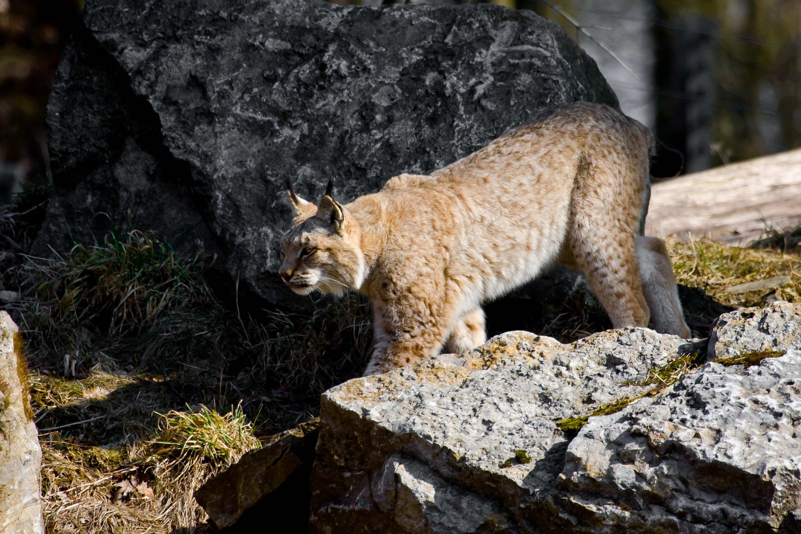 Luchs auf dem Rundgang die 2. (Blau entsätiigt und schon ...)