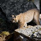 Luchs auf dem Rundgang die 2. (Blau entsätiigt und schon ...)