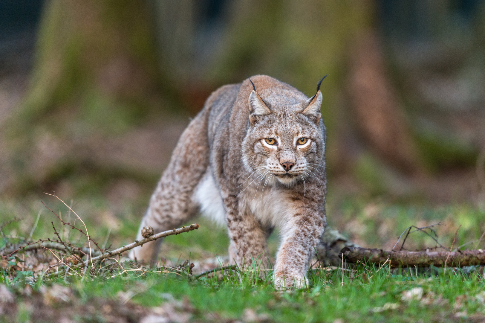 Luchs auf der Jagd