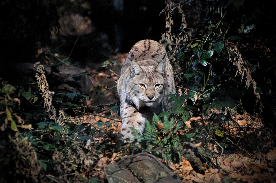 Luchs auf der Jagd