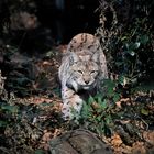 Luchs auf der Jagd