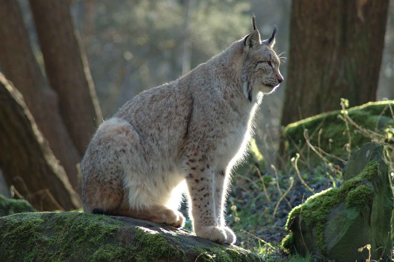 Luchs auf der Lauer